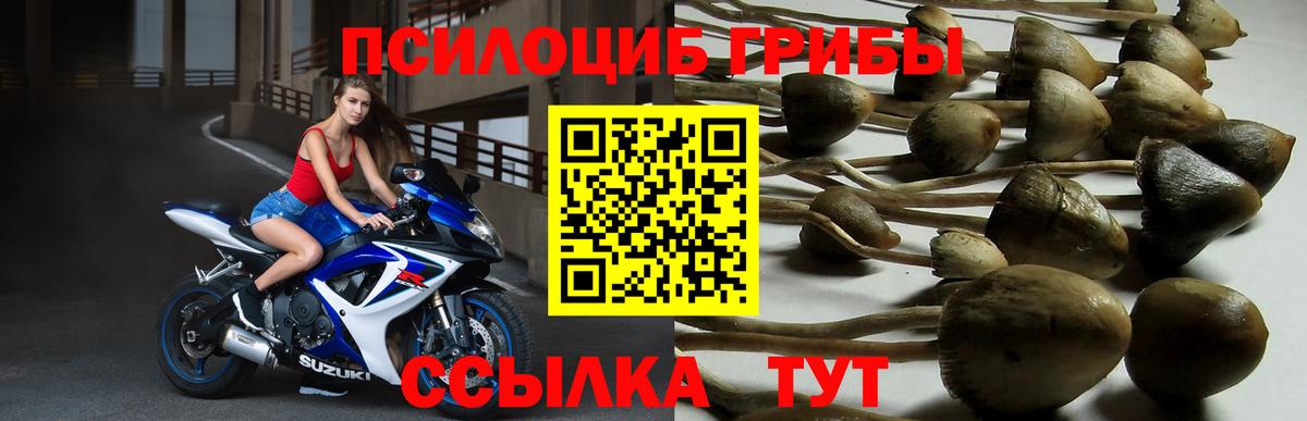 Советск  Псилоцибиновые грибы ЛСД  Вход с VPN 